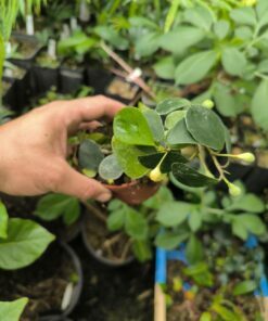 Alternative view of Ficus deltoidea (épiphyte)