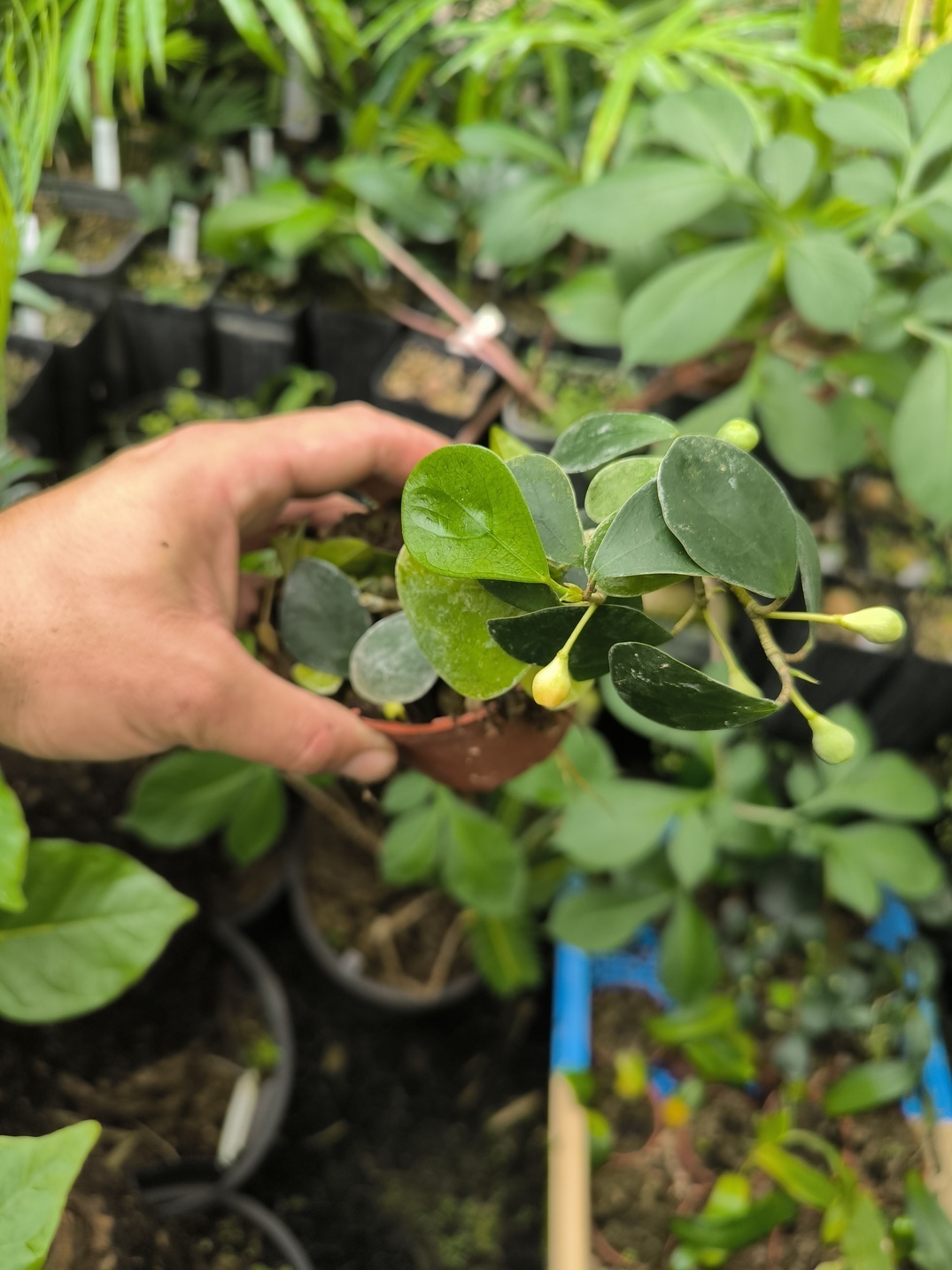 Ficus deltoidea (épiphyte) – Image 2