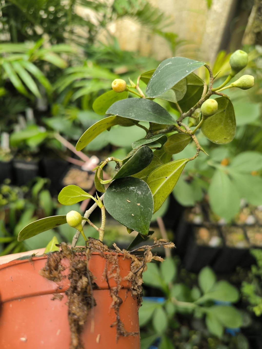 Ficus deltoidea (épiphyte) – Image 3