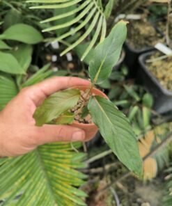 Homalomena polyneura Clone 2