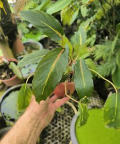 Alternative view of Homalomena polyneura Clone 2