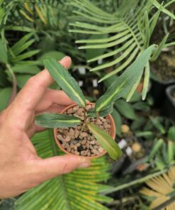 Homalomena polyneura