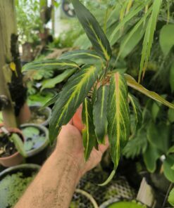 Alternative view of Homalomena polyneura