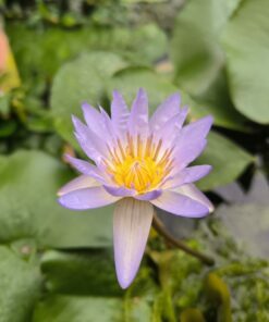 Nymphaea micrantha (Côte d'Ivoire)