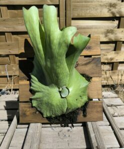 Platycerium wandae board