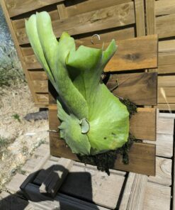 Alternative view of Platycerium wandae board