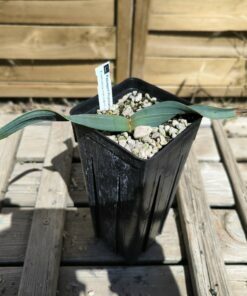 Alternative view of Welwitschia mirabilis W7