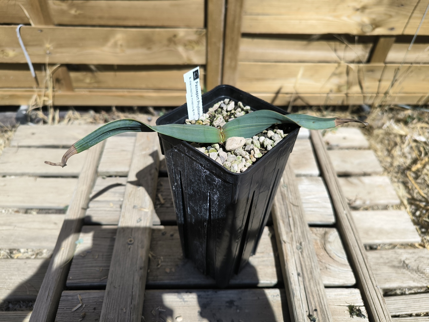 Welwitschia mirabilis W7 – Image 2