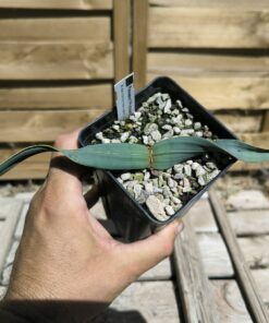 Welwitschia mirabilis W7