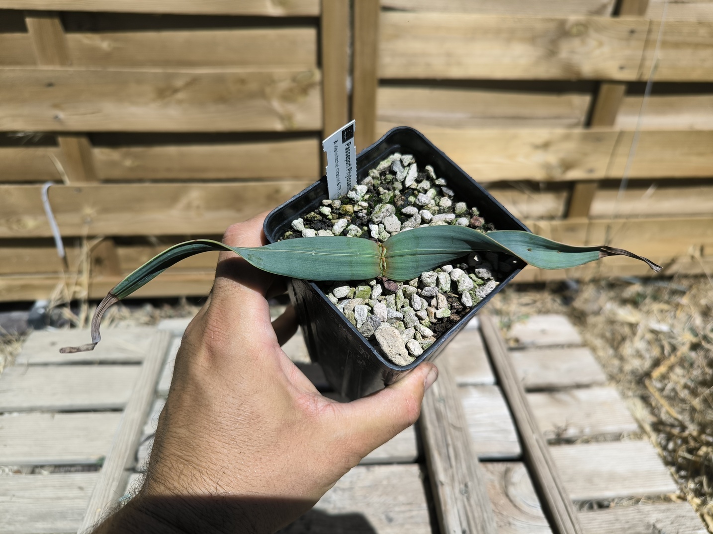 Welwitschia mirabilis W7