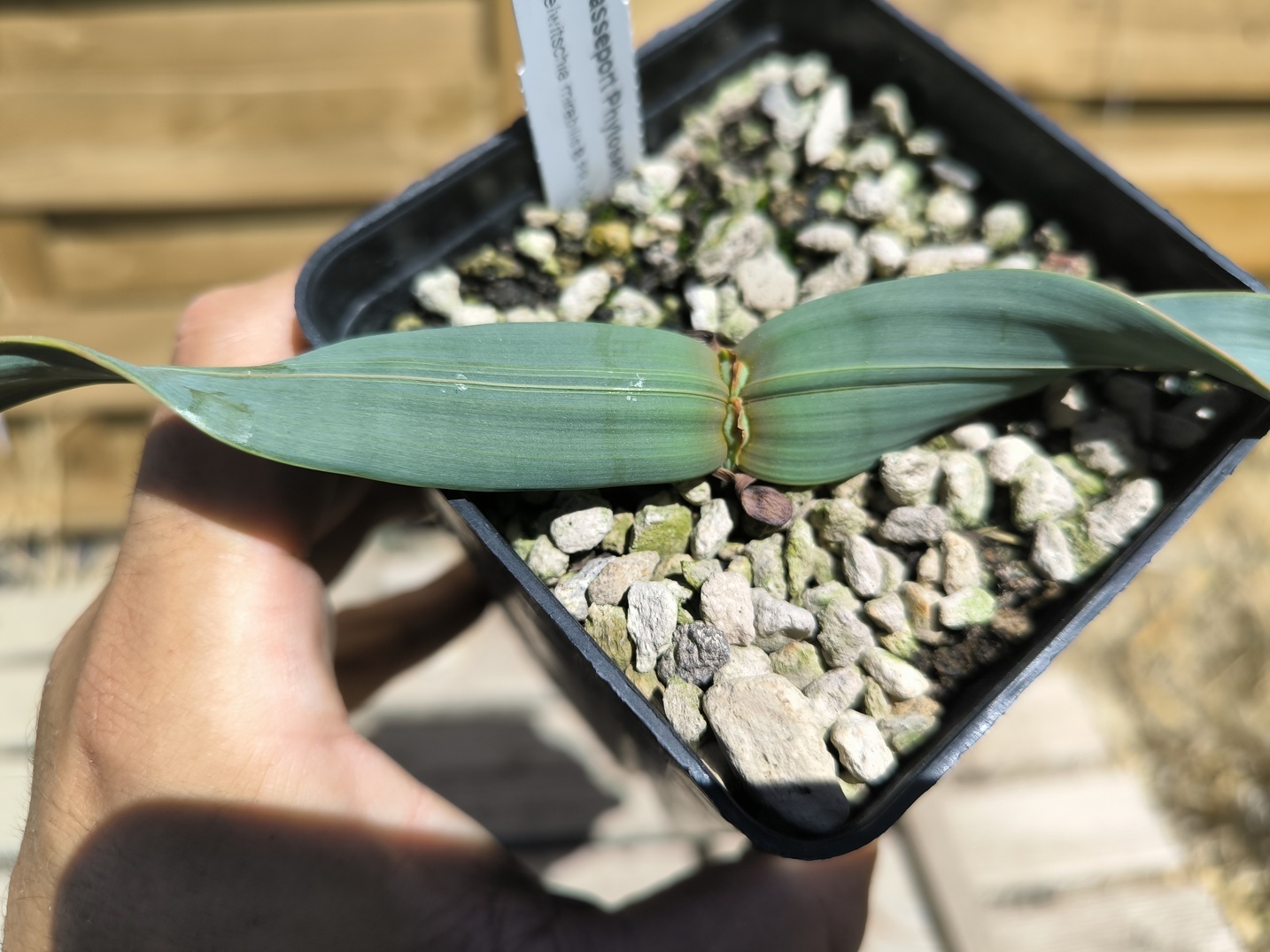 Welwitschia mirabilis W7 – Image 3