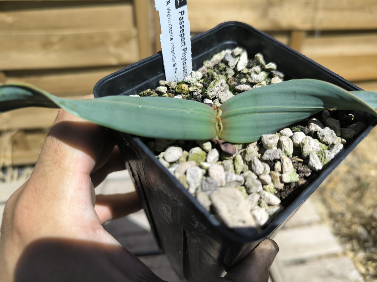 Welwitschia mirabilis W7 – Image 4