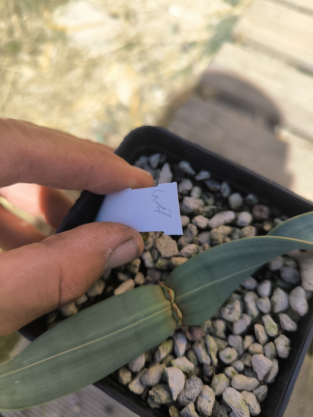 Welwitschia mirabilis W7 – Image 7