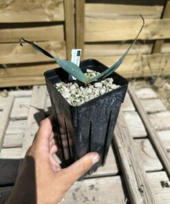 Welwitschia mirabilis W8