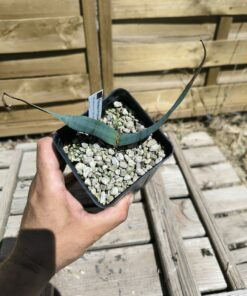 Alternative view of Welwitschia mirabilis W8