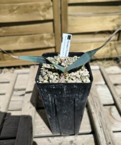 Alternative view of Welwitschia mirabilis W9