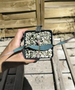 Welwitschia mirabilis W9