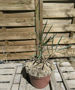 Alternative view of Zamia angustifolia x integrifolia, hybride rustique