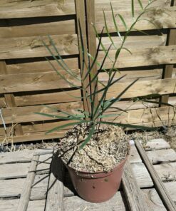 Zamia angustifolia x integrifolia, hybride rustique