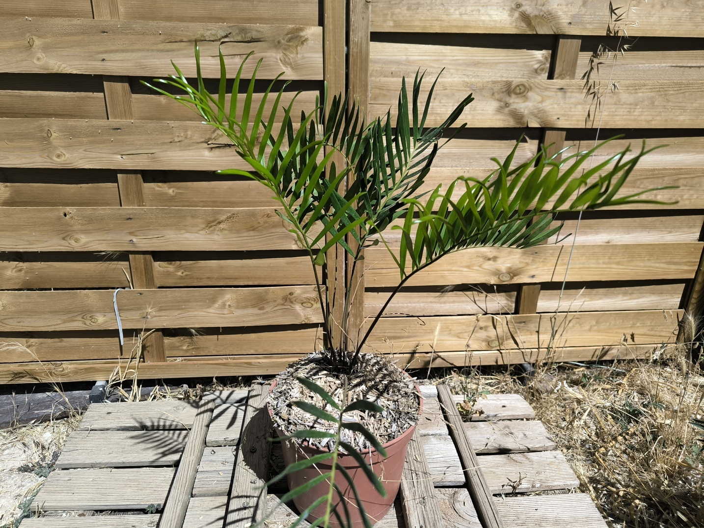 Zamia integrifolia 2,5L