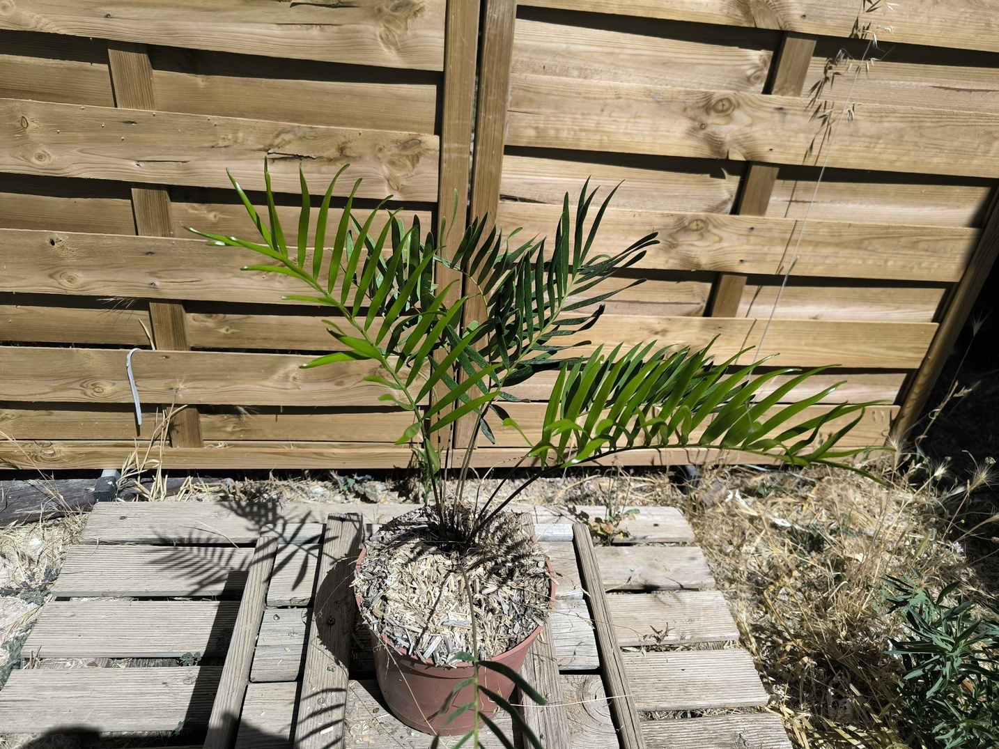 Zamia integrifolia 2,5L – Image 2