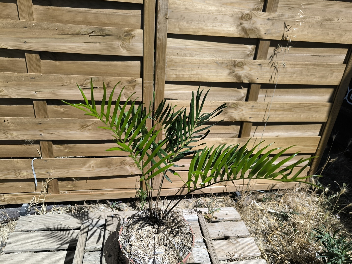 Zamia integrifolia 2,5L – Image 5