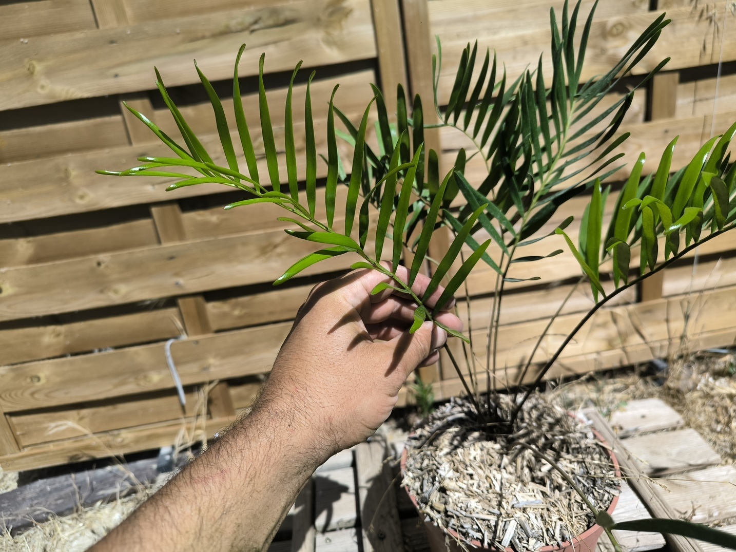 Zamia integrifolia 2,5L – Image 4