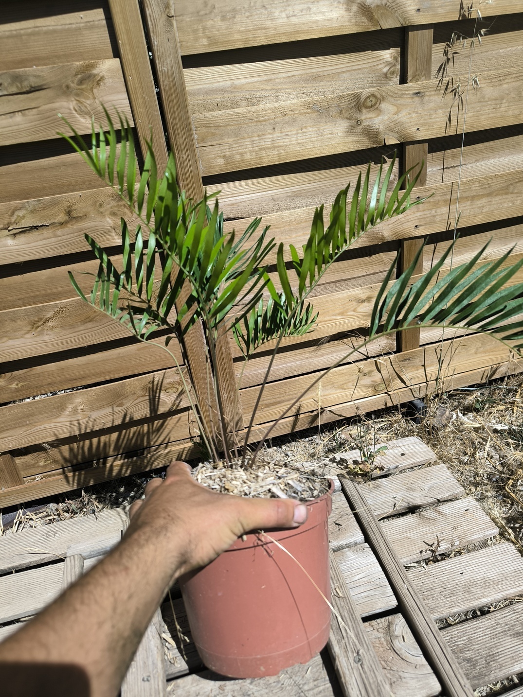 Zamia integrifolia 2,5L – Image 3