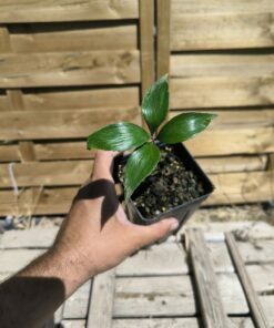 Zamia lecointei