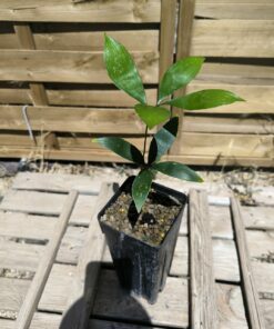 Zamia variegata (syn. picta) plantule