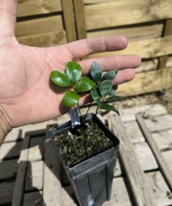 Alternative view of Zamia pygmaea