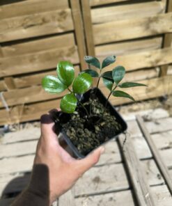 Zamia pygmaea
