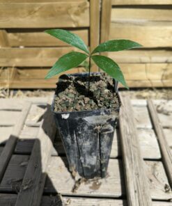 Zamia spartea x purpurea