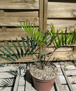 Zamia integrifolia var. umbrosa
