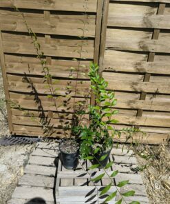 Alternative view of Zamia vazquezii Mâle + Femelle