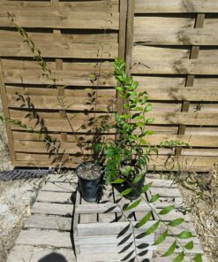 Zamia vazquezii Mâle + Femelle