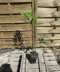Alternative view of Cycas multipinnata x diannanensis 1.4L