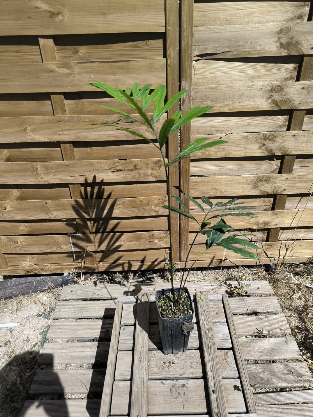 Cycas multipinnata x diannanensis 1.4L – Image 2