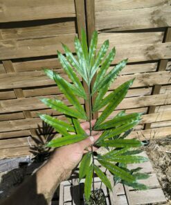 Cycas multipinnata x diannanensis 1.4L