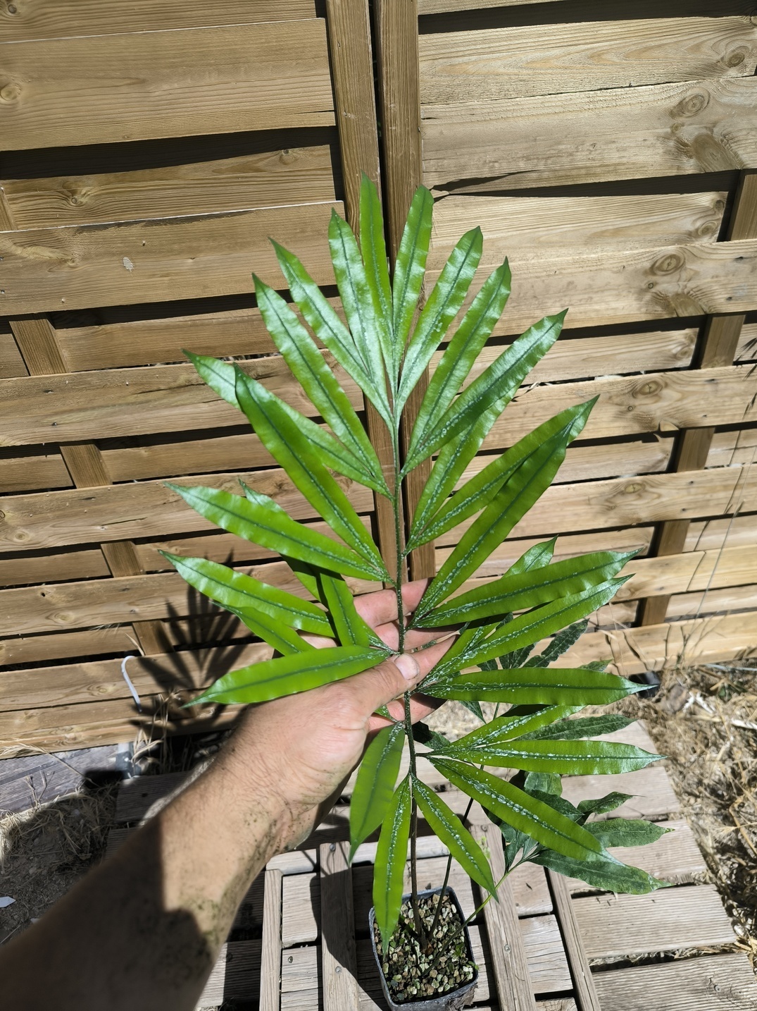 Cycas multipinnata x diannanensis 1.4L