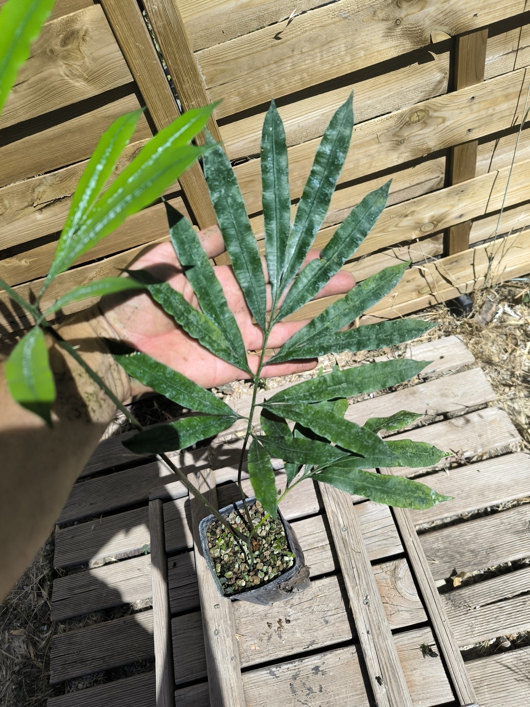 Cycas multipinnata x diannanensis 1.4L – Image 3