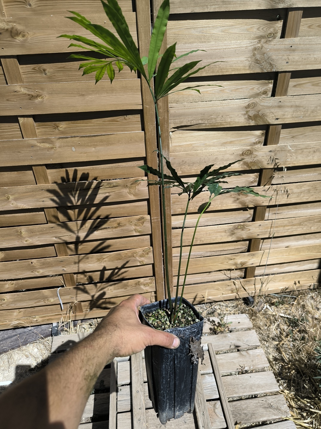 Cycas multipinnata x diannanensis 1.4L – Image 4