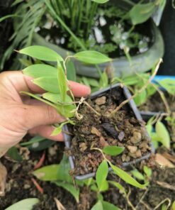 Alternative view of Costus lateriflorus