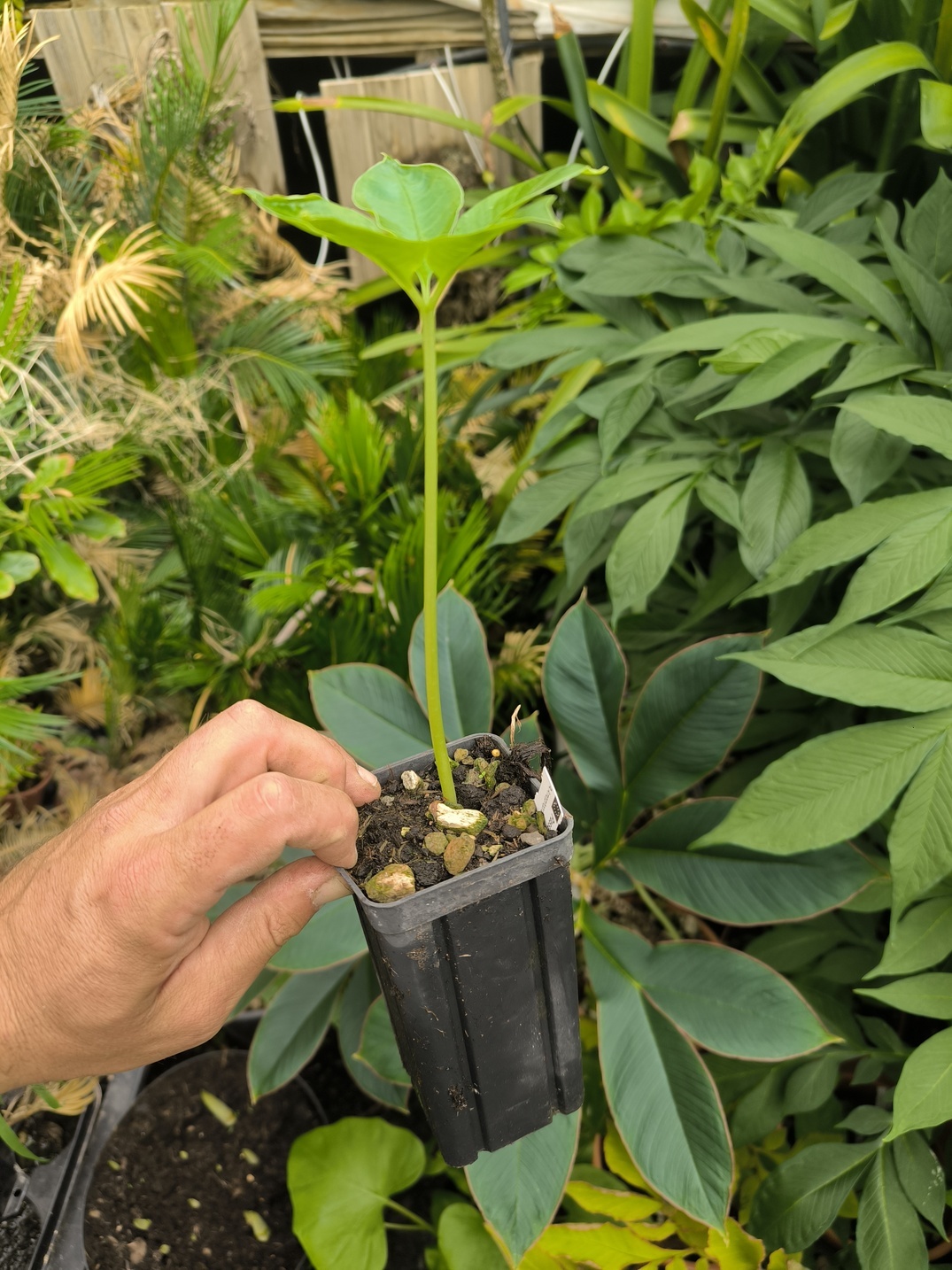 Amorphophallus ravenii – Image 3