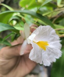 Costus lateriflorus "fleurs blanches"