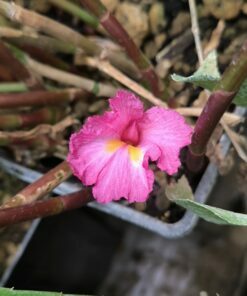 Costus tappenbeckianus