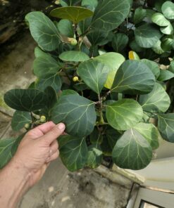 Ficus deltoidea "Giant Form"