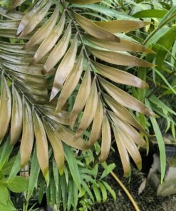 Alternative view of Zamia lecointei