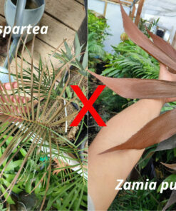Alternative view of Zamia spartea x purpurea