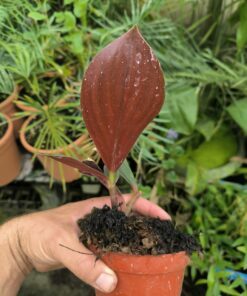 Costus erythrophyllus